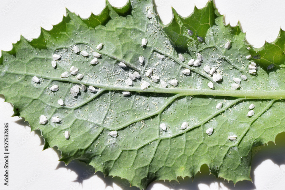 Obraz premium Whitefly, probably cabbage whitefly (Aleyrodes proletella) on the underside of thistle leaf. Pest of many plants