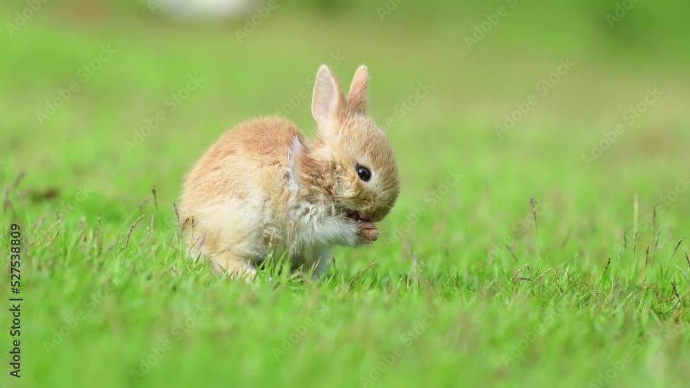Little rabbits or baby rabbits on the green grass Little rabbits or baby rabbits on the green grass