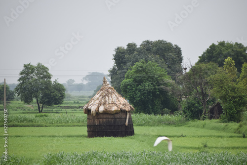 A hut in the middle of rice field