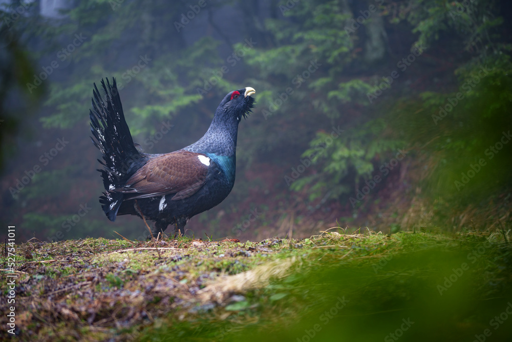 The western capercaillie is a heavy member of the grouse family and the largest of all extant grouse species The western capercaillie is a heavy member of the grouse family and the largest of all extant grouse species