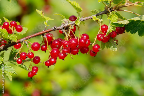 Red currant. A ripe branch of red currant in the garden.