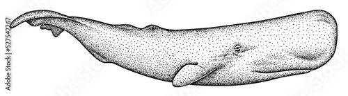 Vintage engrave isolated blue whale set illustration humpback ink sketch. Wild cachalot background line giant dolphin art