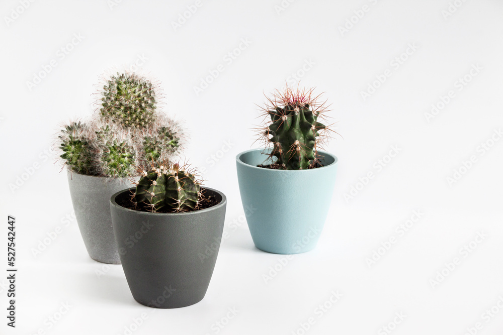 Potted cacti isolated on white background Potted cacti isolated on white background