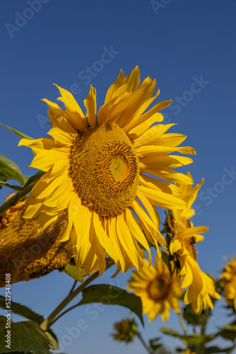 Beautiful sunflowers in a sunny day on a farmer's field, close up photography, Poland