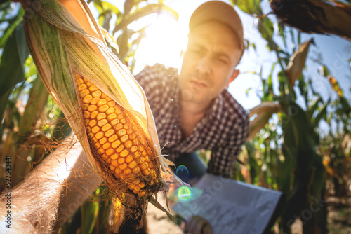 Billede på lærred A young agronomist inspects the quality of the corn crop on agricultural land