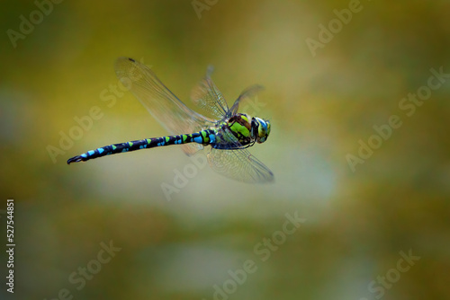 The southern hawker or blue hawker - Aeshna cyanea - is a species of hawker dragonfly