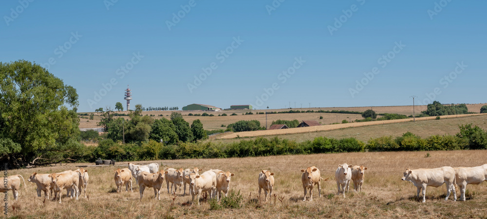 young curious white cows in dry summer meadow of lorraine in the north of france young curious white cows in dry summer meadow of lorraine in the north of france