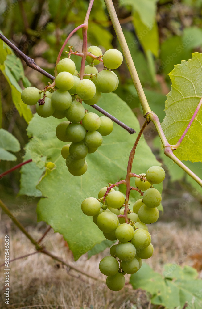 White grapes, a small grape plantation in a rural orchard, Podkarpackie County, Poland White grapes, a small grape plantation in a rural orchard, Podkarpackie County, Poland