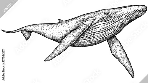 Vintage engrave isolated blue whale set illustration humpback ink sketch. Wild cachalot background line giant dolphin vector art