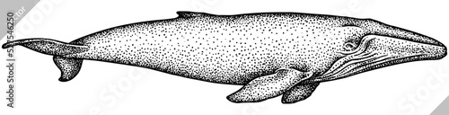 Vintage engrave isolated blue whale set illustration humpback ink sketch. Wild cachalot background line giant dolphin vector art