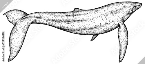 Vintage engrave isolated blue whale set illustration humpback ink sketch. Wild cachalot background line giant dolphin vector art