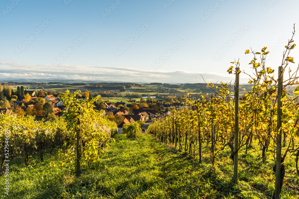 Vineyards, landscape in Thurgau in the evening light, Nussbaumen, Switzerland