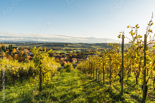Vineyards, landscape in Thurgau in the evening light, Nussbaumen, Switzerland photo