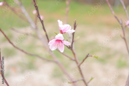 Fototapeta Naklejka Na Ścianę i Meble -  pink magnolia flowers