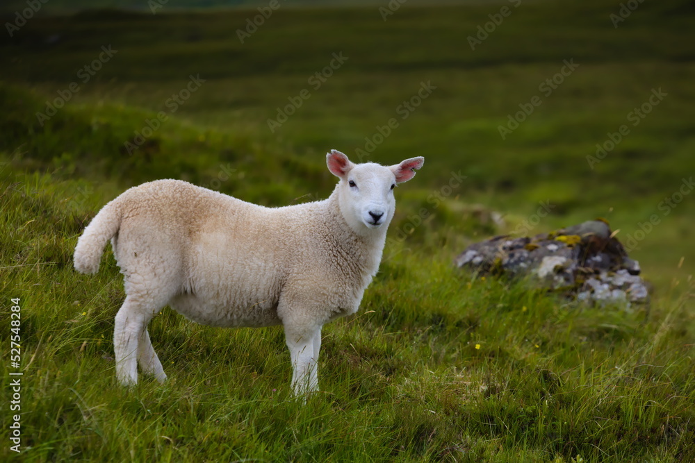 Image of a young lamb posing for the camera on the Isle of Skye in the Scottish Highlands, United Kingdom. Image of a young lamb posing for the camera on the Isle of Skye in the Scottish Highlands, United Kingdom.