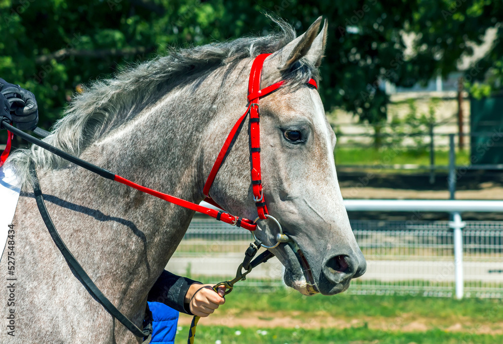 
Portrait in profile of a grey Arabian horse