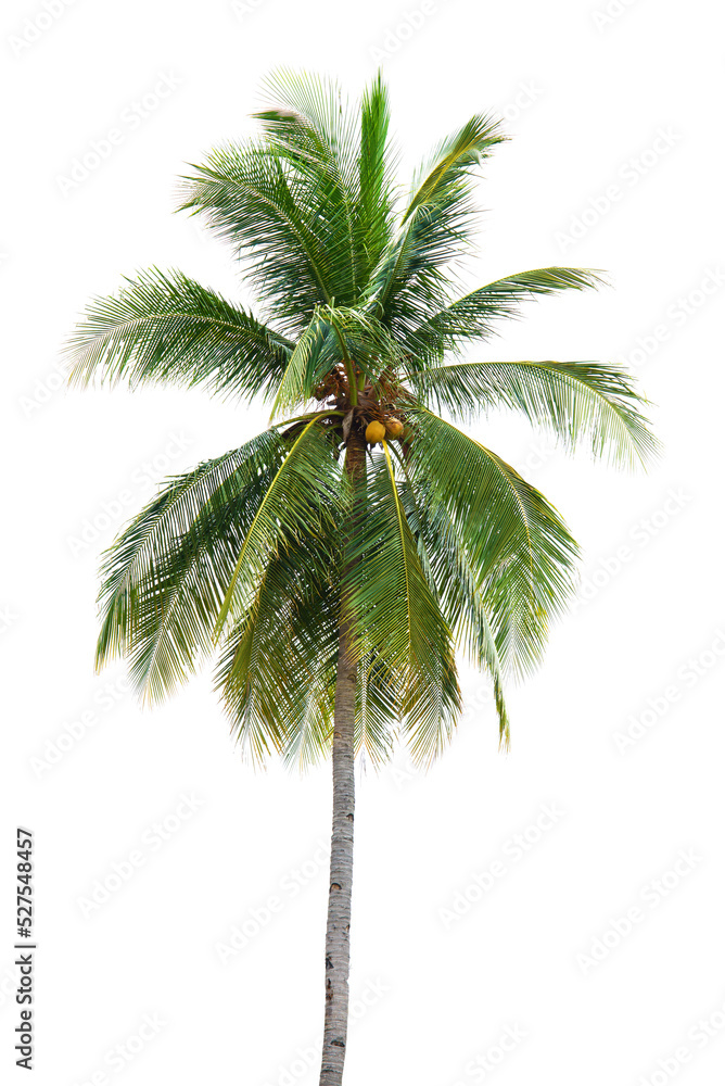 Obraz premium New coconut tree isolate for design