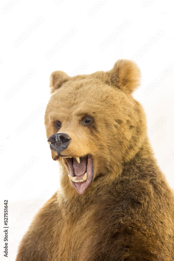 Obraz premium Portrait of a bear on a white background. Growls