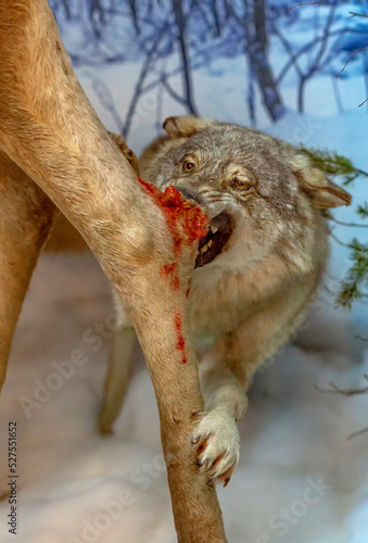 Fototapeta Naklejka Na Ścianę i Meble -  grey wolf (Canis lupus) furiously attacks the animal moose. Bites the leg. blood.