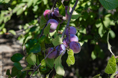 Wallpaper Mural Plums close up photography, Fruits among the leaves on a branch, polish orchards, healthy polish food, close up photography, Poland Torontodigital.ca