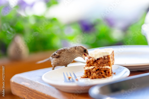 Carrot cake or a classic banner with a cake. Delicious carrot cake is eaten by a bird, a bird sparrow. Even the bird has a cake. Confectionery online store, promotion. photo