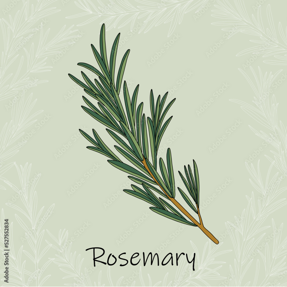 Fototapeta premium Doodle freehand sketch drawing of rosemary.