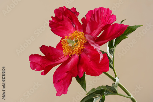 Red peony flower with yellow center isolated on beige background.