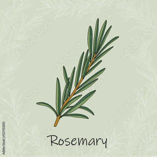 Doodle freehand sketch drawing of rosemary.