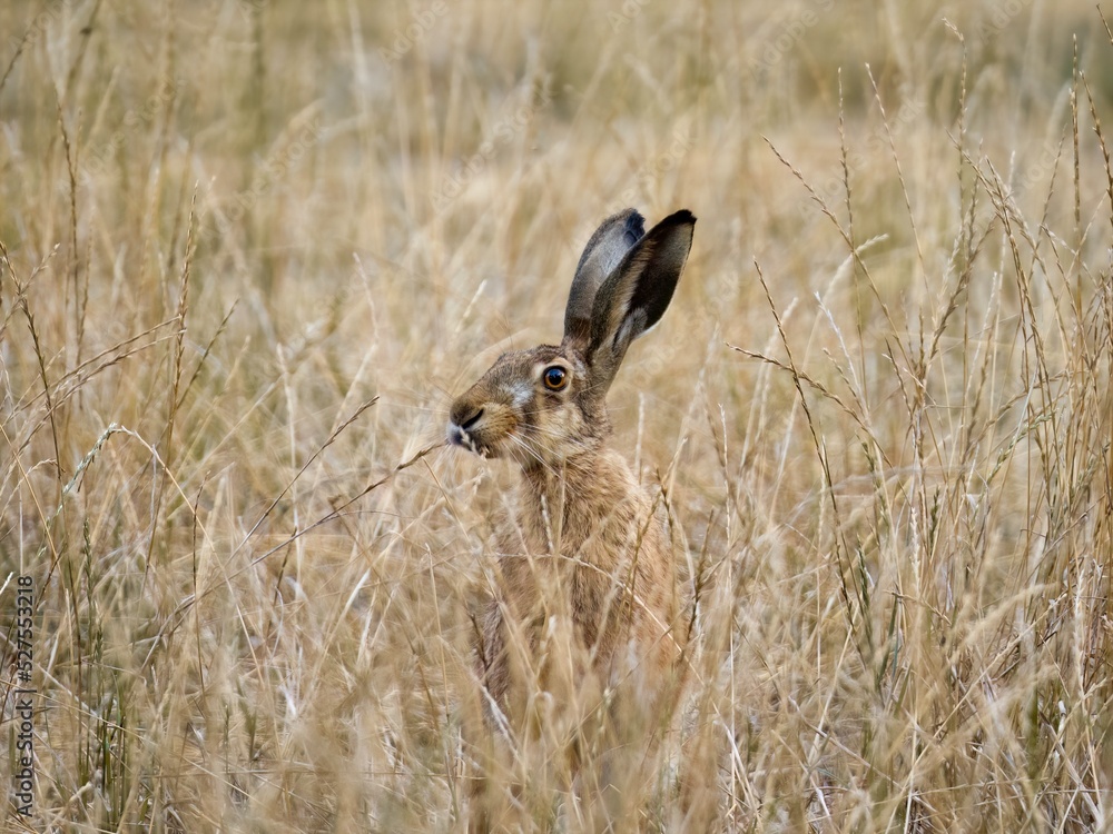 rabbit in the grass