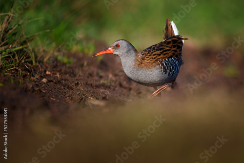 The water rail or Rallus aquaticus is a bird of the rail family which breeds in well vegetated wetlands across Europe