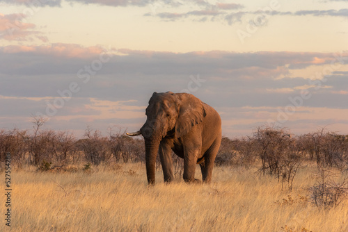 Bull elephant walking in the late afternoon sun