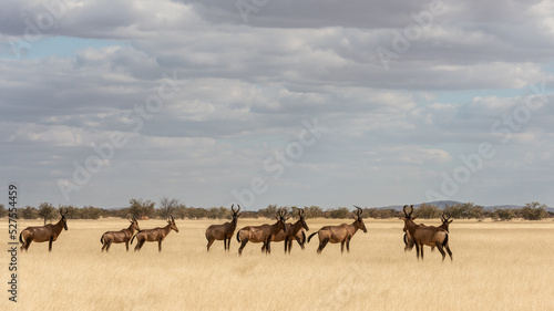 Red hartebeest standing in a row in dry grass in the late afternoon.