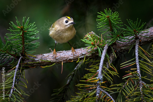 The goldcrest - Regulus regulus - is a very small passerine bird in the kinglet family.
