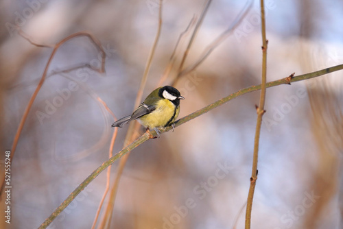 Tiny bird. Great tit (Parus major) on a branch.