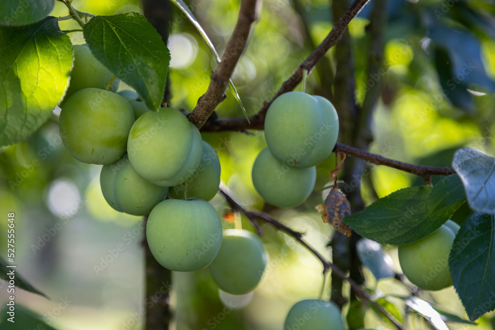 Plums close up photography, Fruits among the leaves on a branch, polish orchards, healthy polish food, close up photography, Poland