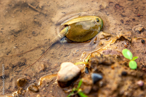 Triops cancriformis, or tadpole shrimp, is a species of tadpole shrimp found in Europe