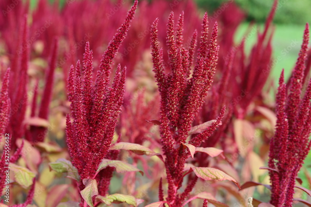 Amaranthus cruentus, red amaranth in garden. Amaranthus cruentus, red amaranth in garden.