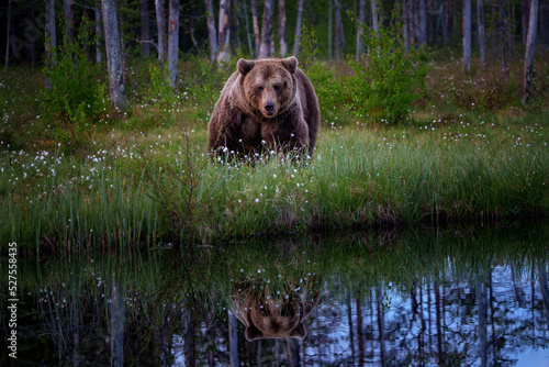 The brown bear is the largest predator in Europe