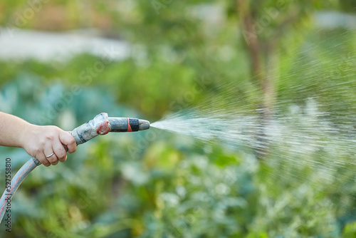 Watering garden equipment - hand holds the sprinkler hose for irrigation plants.