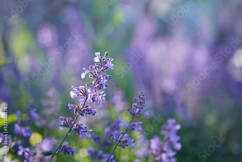 Tableau sur toile Catnip flowers blooming in summer field. Nepeta cataria