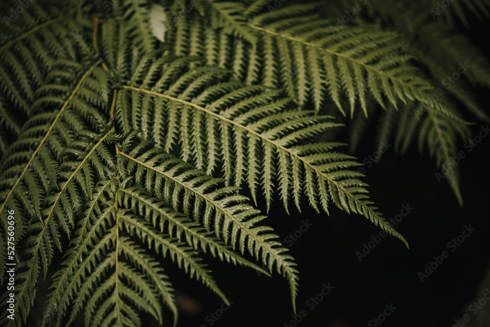 Green fern leaves texture close-up natural background