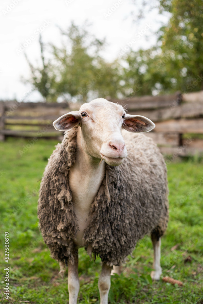 cute sheep are feeding in the yard cute sheep are feeding in the yard