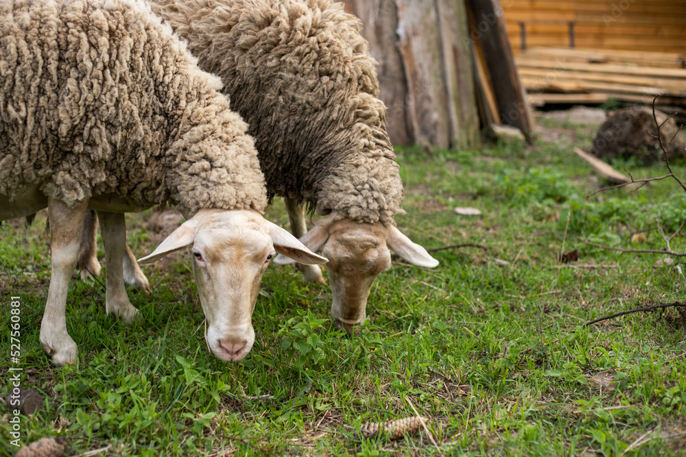 cute sheep are feeding in the yard cute sheep are feeding in the yard