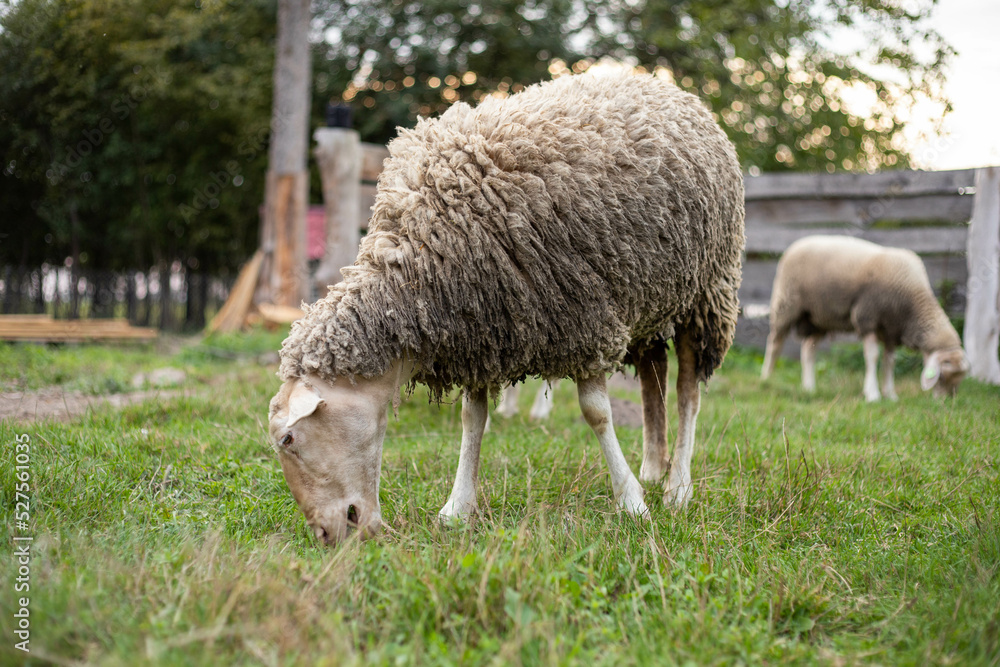 cute sheep are feeding in the yard cute sheep are feeding in the yard