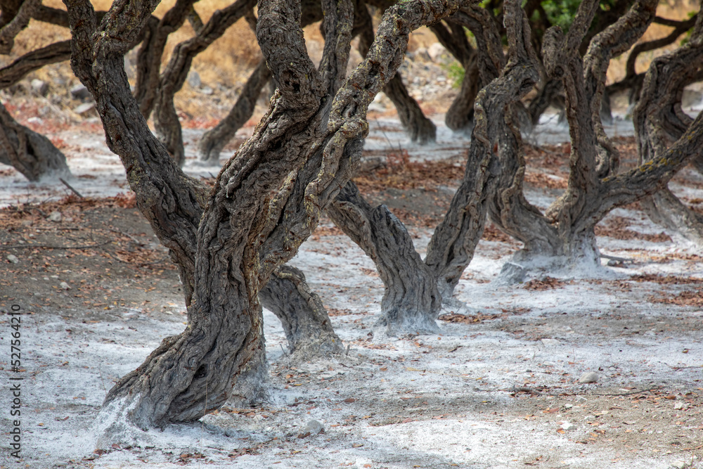 Mastic gum resin flows from the mastic tree. Chios island - Greece Mastic gum resin flows from the mastic tree. Chios island - Greece