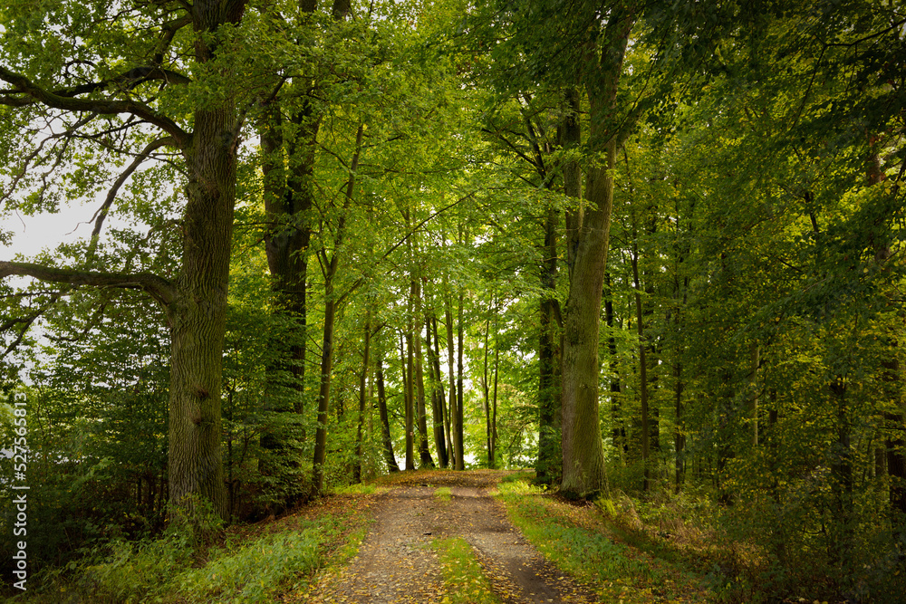 Obraz premium Forest path road in summer, Czech Republic