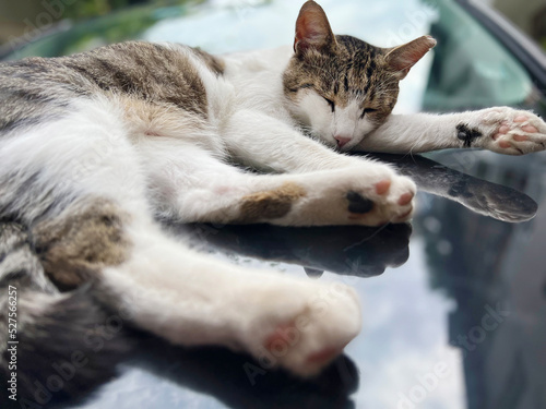 White Cat sleeping on a car hood 