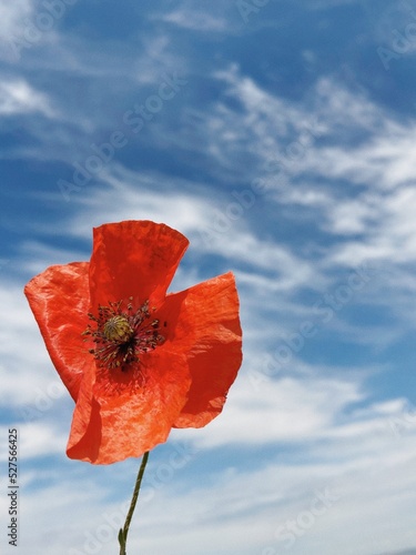 Flor roja con cielo de fondo