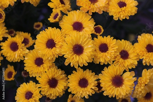 yellow flowers