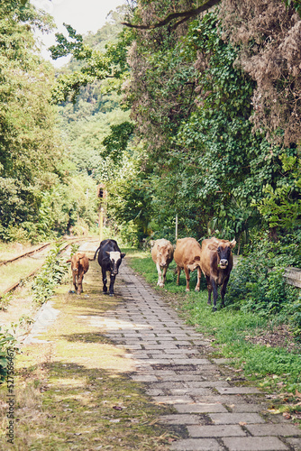 A herd of cows graze along a pedestrian path on a sunny day.